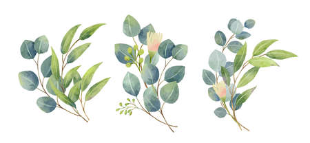 Eucalyptus leaves bouquet in a watercolor style. Floral and leaves bouquets arrangements.のイラスト素材