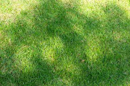 Green grass field background texture.の写真素材