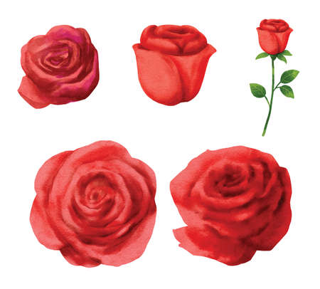 Red rose flower set for valentines day in watercolor style.のイラスト素材