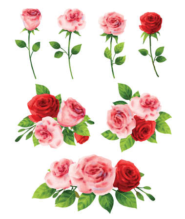 Pink rose flower set for valentines day in watercolor style.のイラスト素材
