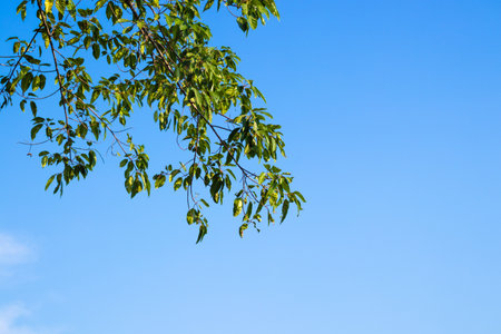 Green leaves and tree branch with clear blue sky background.の写真素材