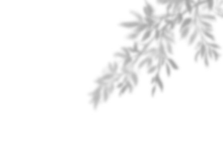 Shadow of leaf overlay on white texture background. Use for decorative product presentation.の写真素材