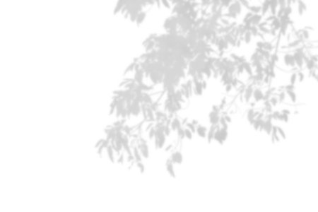 Shadow of leaf overlay on white texture background. Use for decorative product presentation.の写真素材