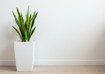 Sansevieria plant in a white pot on a white wall backgroundの素材