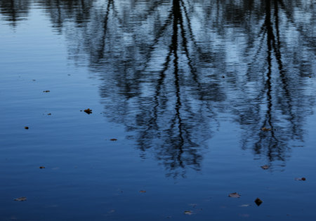 Reflection of the trees in the water. Selective focus.