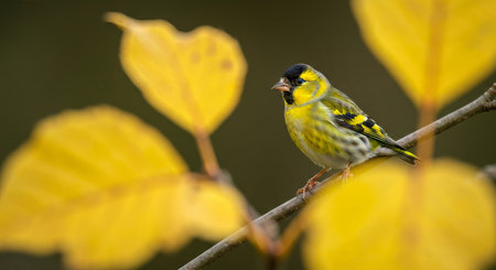 Siskin (Carduelis spinus) perched on a branchの写真素材