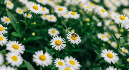 White daisies and a bee on the background of green grassの写真素材