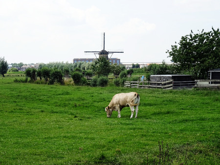 A cow is eating grass in a rural area with a windmill close-by.の写真素材