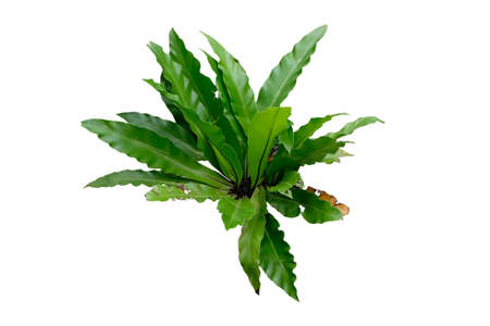 The Bird's Nest Fern or Asplenium nidus is one of the several popular and beautiful ferns grown as...