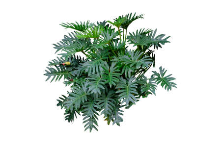 bush Philodendron Xanadu plant isolatedの写真素材