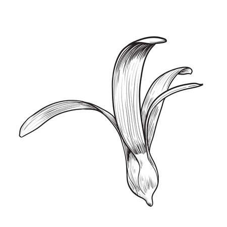 Dipterocarpus flower isolated on white background, hand drawn vector illustrationのイラスト素材