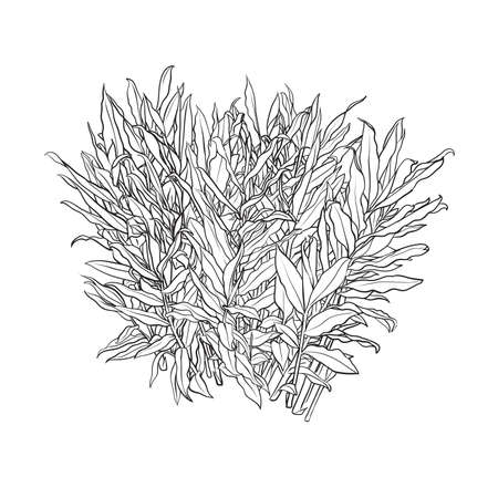 Hand drawn Shrub , Galangal plant vector sketch, architectural illustrationのイラスト素材