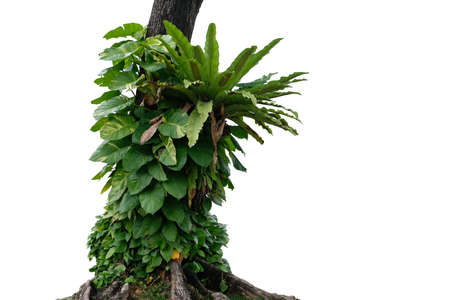 Jungle tree trunk with climbing  Devil's ivy (Epipremnum aureum) the tropical forest vine plant...