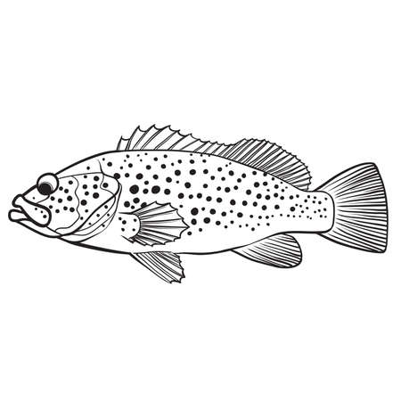 Grouper fish sketch vector on white background .  black vector  illustration. Hand drawn design in a graphic ink style.のイラスト素材