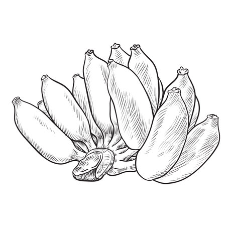 Hand drawn sketch of Cultivated Banana isolated, Black and White Cartoon Vector Illustrationのイラスト素材