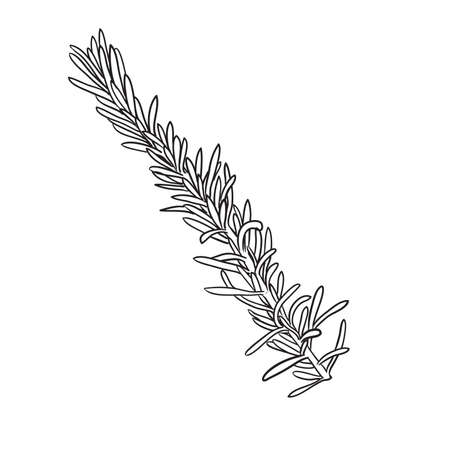 Rosemary herb. Natural and delicious food ingredient for cooking. Health life and vegetarian concept. Hand drawn vector illustration.
のイラスト素材