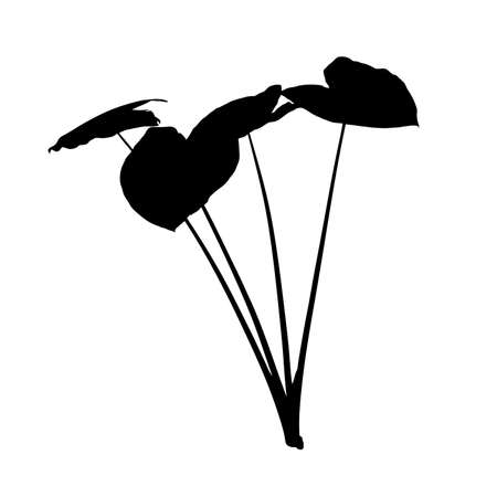 Silhouette of Colocasia tree isolated on white background. Vector illustrationのイラスト素材