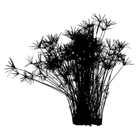 Silhouette of  Cyperus green plant isolated on white background. Vector illustrationのイラスト素材