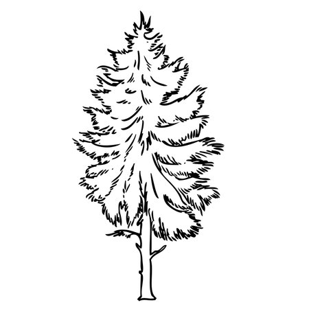 pine sketch isolated on white background,vector illustrationのイラスト素材
