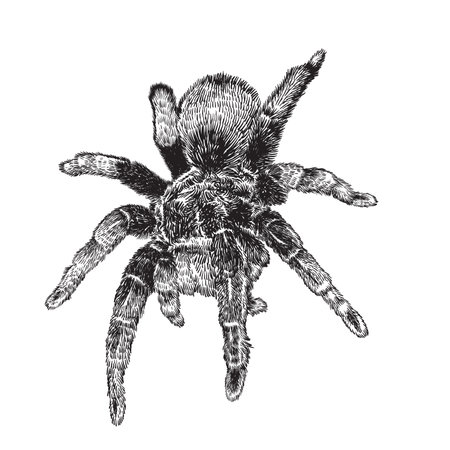 Vector hand drawn realistic tarantula spider. Ink drawing isolated on white backgroundのイラスト素材