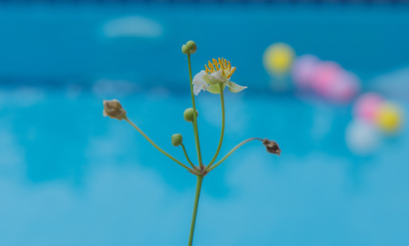 orchidの写真素材