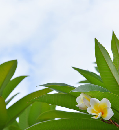 Frangipani flowersの写真素材