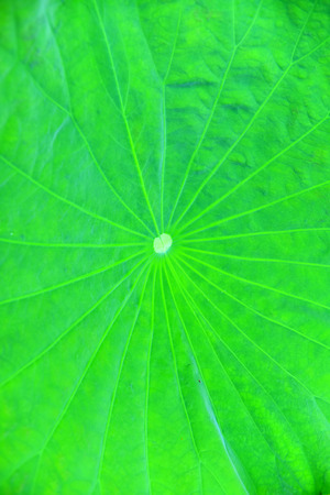 Lotus leaf imageの写真素材