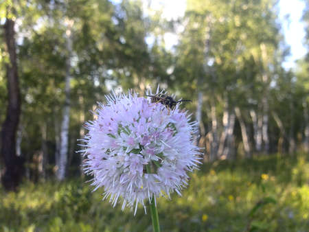 A bee sits on a purple bulb of a plant and collects pollen. Summer warm days. insect. Plants....