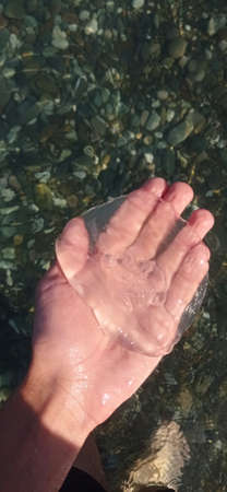 Live transparent sea jellyfish on my hand. Rest on the Black Sea. sochi.の写真素材