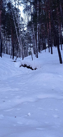 Snowy winter landscape in the forest. The trees are covered with snow.の写真素材