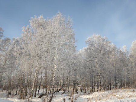 Frosted birch trees on a background of blue sky. Winter landscape.の写真素材