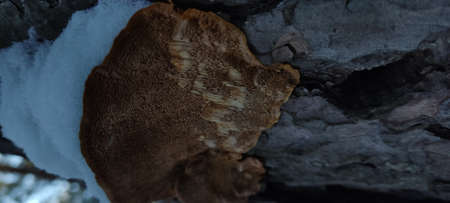 Mushroom on the bark of a tree in the forest.