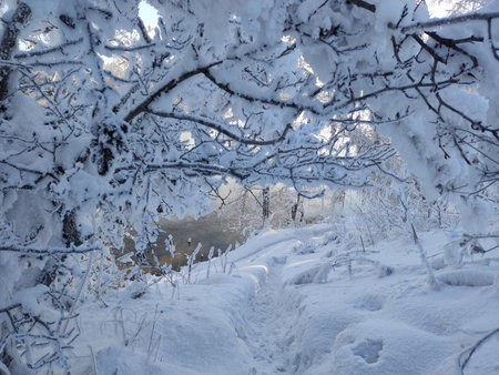 Snow covered trees in the winter forest. Winter landscape. Beautiful winter background.の写真素材