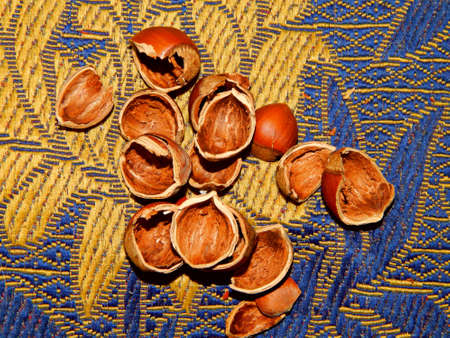 Close up of a hazelnut shell. Empty nut shell. hazelnut fruit. Nutshell. Hazelnut. close-up....