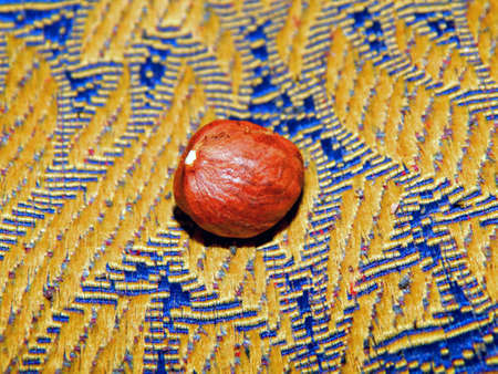 Ripe brown hazelnut kernel. Ripe walnut. Little grain. Yellow and blue fabric.の写真素材