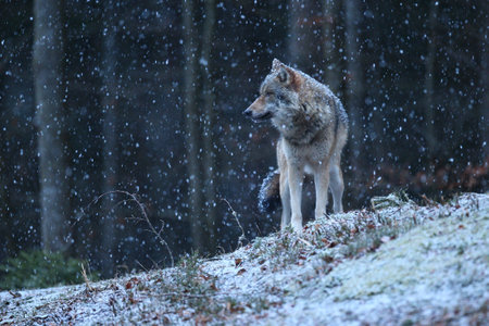 Eurasian wolf in white winter habitat,. beautiful winter forest. wild animals in nature environment....