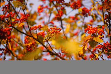 autumn background. red rowan berries on a background of blue sky.の写真素材