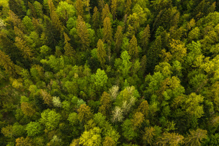 Aerial view of dark mixed pine and lush forest with green trees canopies.