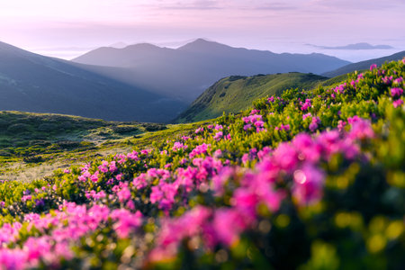 Rhododendron flowers covered mountains meadow in summer time. Pink sunrise light glowing on a foreground. Landscape photographyの写真素材