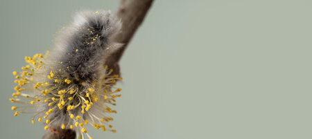 Blooming willow branch on blurred background. Flowering catkins on osier branch. Orthodox symbol of Palm Sunday and Easter. concept of spring time. Close up, selective focusの写真素材