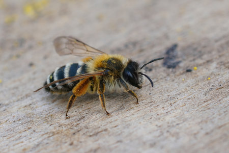 Closeup of a female banded mining bee, Andrena gravida