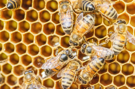 Closeup of honey bees on honeycomb in apiary in the summertime. macro photography bees