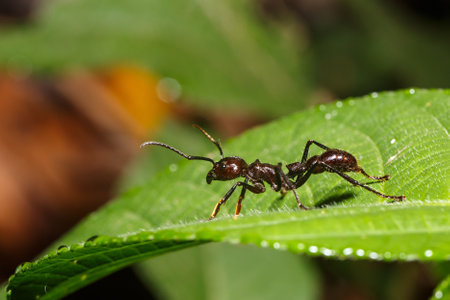 Bullet ant of the amazon jungleの写真素材