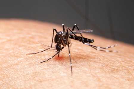 Striped mosquitoes are eating blood on human skin. Mosquitoes are carriers of dengue fever and malaria.Dengue fever is very widespread during the rainy season.の写真素材