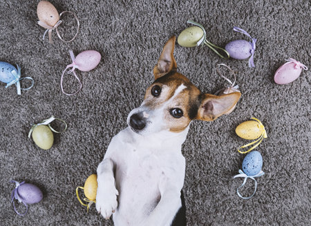 Adorable jack russell dog lying back on gray carpet with Easter painted eggs looking at camera Pet take selfie and Happy Easter eggs Hunt concept, top viewの写真素材