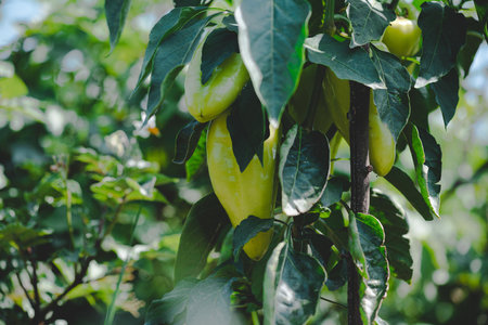 Organic vegetables plantation. Green peppers growing in the garden. Horticulture in cultivation greenhouse farm. Cultivation of paprika in farm fieldの写真素材