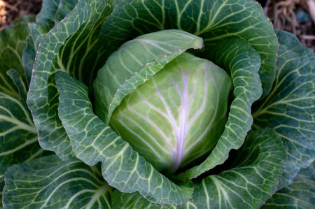 Head of white cabbage plant growing in vegetable gardenの写真素材