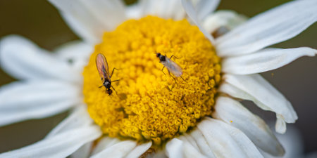 Macro close-up detail view of sciarid fly on wild flower. Sciarid flies. Fungus gnats. Sciaridae