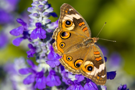 A macro shot of a beautiful golden butterfly on purple flowers in a garden