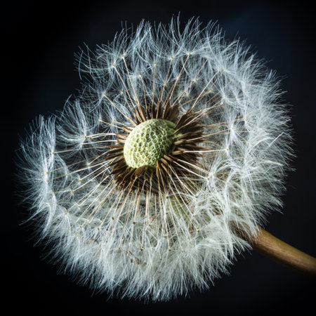 A closeup shot of a red-seed dandelion on a black backgroundの写真素材